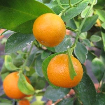 Calamondin - Citrus mitis ou madurensis - Agrume