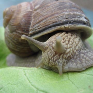 que dit un escargot quand il rencontre une limace