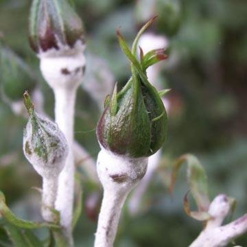 Fleurs au potager