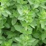 557_origan_origanum_vulgare 1 l90 h90