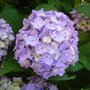 Quand planter un hortensia