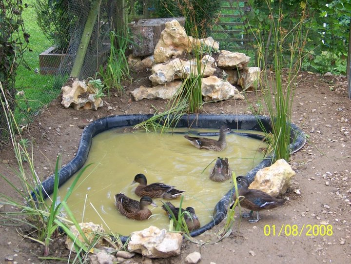 Les canards d'ornement au jardin