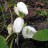 Fleurs et plantes de mon jardin