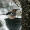 Les oiseaux de mon jardin