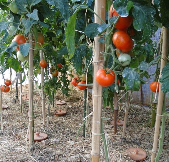 Plants de tomates arrosés avec des Ollas (oyas) Good Artisanal