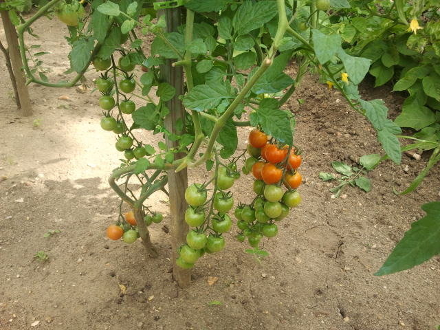 Tomates cerises (grappe)