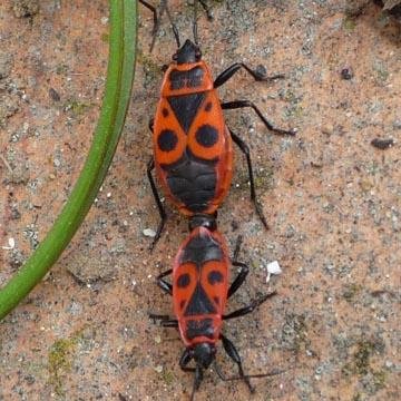 Gendarme Pyrrhocoris Apterus