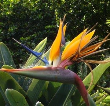 Oiseau Du Paradis Strelitzia Reginae