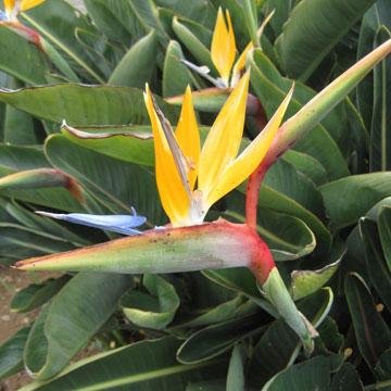 Strelitzia Reginae Oiseau De Paradis