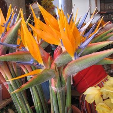 Oiseau Du Paradis Strelitzia Reginae