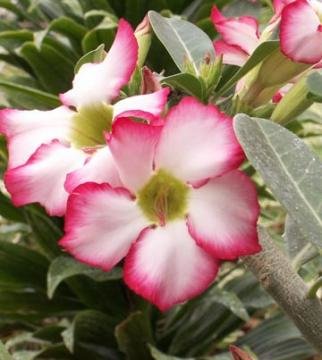 Rose du désert, Adenium : une fleur résistante à la sécheresse