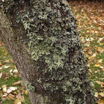 Vos arbres sont couverts de mousse ? Éliminez-la à l'aide d'un nettoyant  pour arbres. - DCM