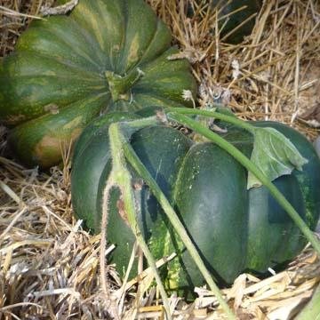 Courge Musquee De Provence