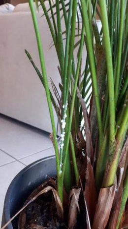 Les cochenilles sur palmier : traiter un palmier malade – Clinique