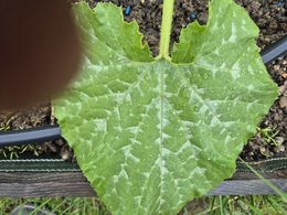 Tâches gris clair sur feuilles courgettes