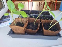 Quand planter les courgettes ?