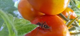 Problèmes d'insectes dans les tomates