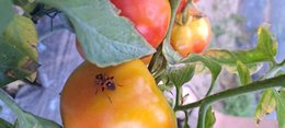 Problèmes d'insectes dans les tomates