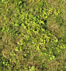 Mauvaises herbes dans pelouse