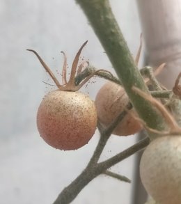 Points blancs sur tomates