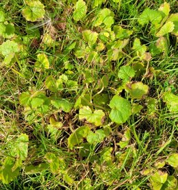 Mauvaises herbes dans pelouse