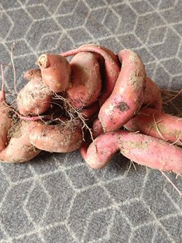 patates douces petites et entremêlées