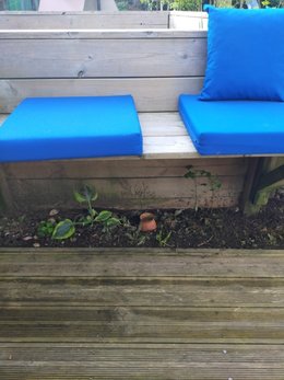 Dessous de banc, quelles plantes ?