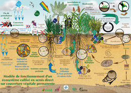 Aménager un coin potager en permaculture - Vos astuces et retours d'expérience