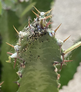 Euphorbia infesté d'oeufs