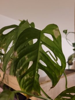 Monstera malade?