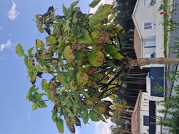 Maladie catalpa boule