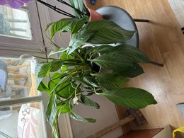 Spathiphyllum en manque de forme