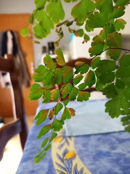 Adiantum Fragans mal en point