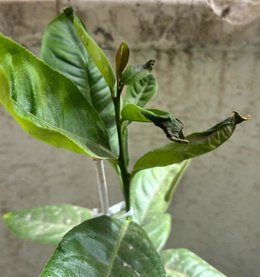 Feuilles de cédratier qui noircissent