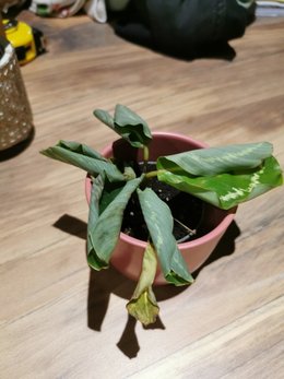 Calathea et feuilles qui s'enroulent