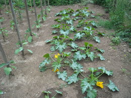 Question sur Plan de Courgettes Spécifiques !!!!