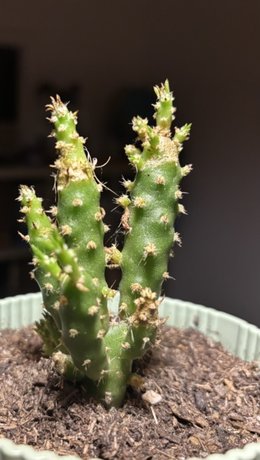 Cactus qui faiblit