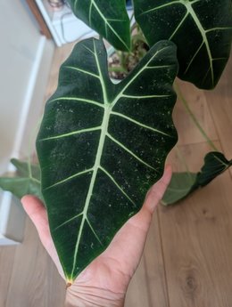 Maladies alocasia