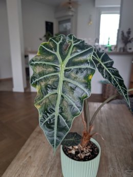 Maladies alocasia