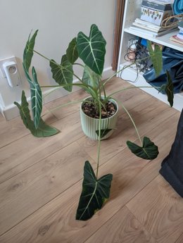 Maladies alocasia