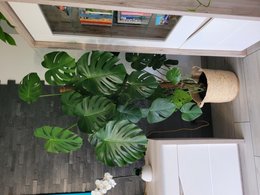 Raccourcir ma Monstera par le pied ?