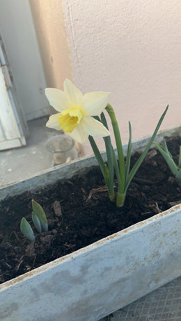 Fleur en bon états ?