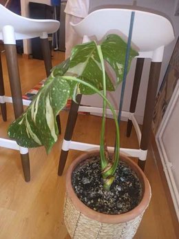 Monstera deliciosa qui jaunit longtemps après rempotage