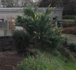 LES DERNIERES FLEURS DU JARDIN