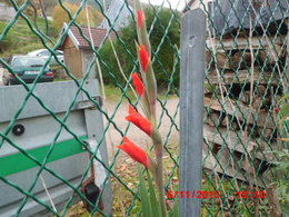 LES DERNIERES FLEURS DU JARDIN