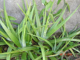 Différencier Aloe et Agave - Les Jardins du Gué