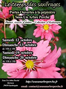 Le temps des saxifrages