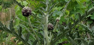 Artichaut : planter, cultiver, récolter
