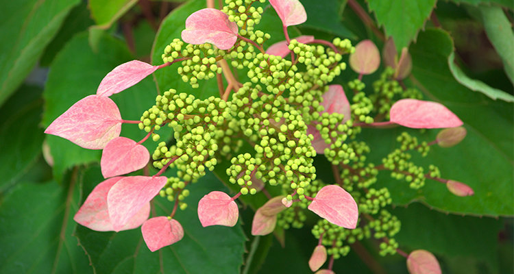 Schizophragma hydrangeoides Rose Sensation® - ©Pépinières TRAVERS