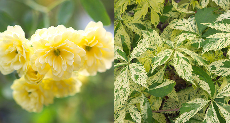 Rosier banksiae Lutea (89) et Parthenocissus Starshower®Moonham - ©Pépinières Travers (74).jpg